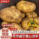 贵州威宁黄心米拉洋芋高山特产老品种土豆新鲜黄皮马铃薯九斤装