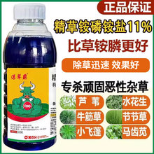 速草霸精草铵膦铵盐除草剂牛筋草恶性杂草烂根剂精草铵磷正品农药