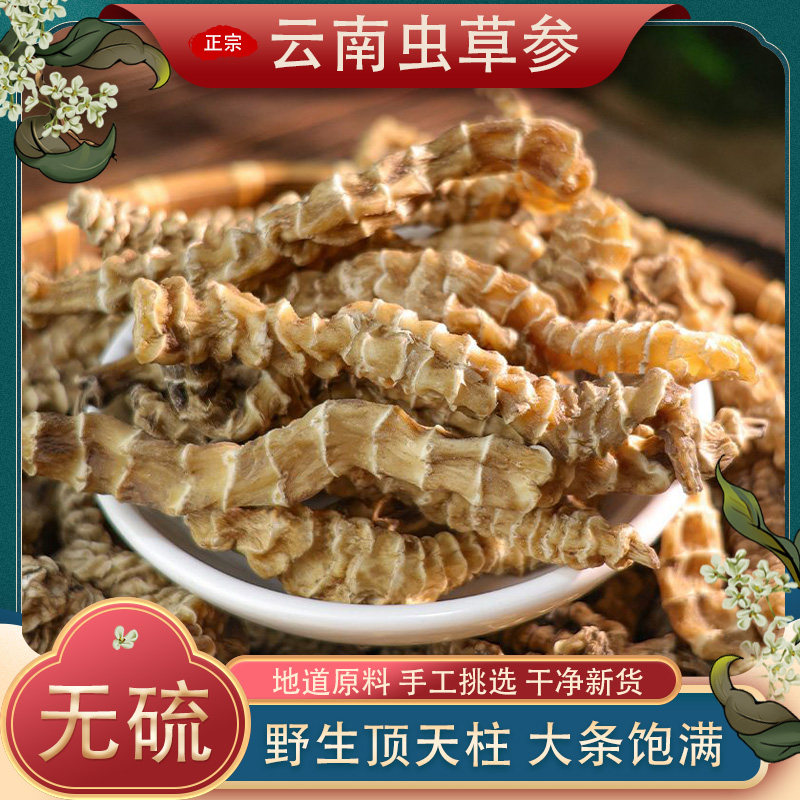 云南虫草参地参干中药材新货干货顶天柱野生不老草回春草石蚕地笋