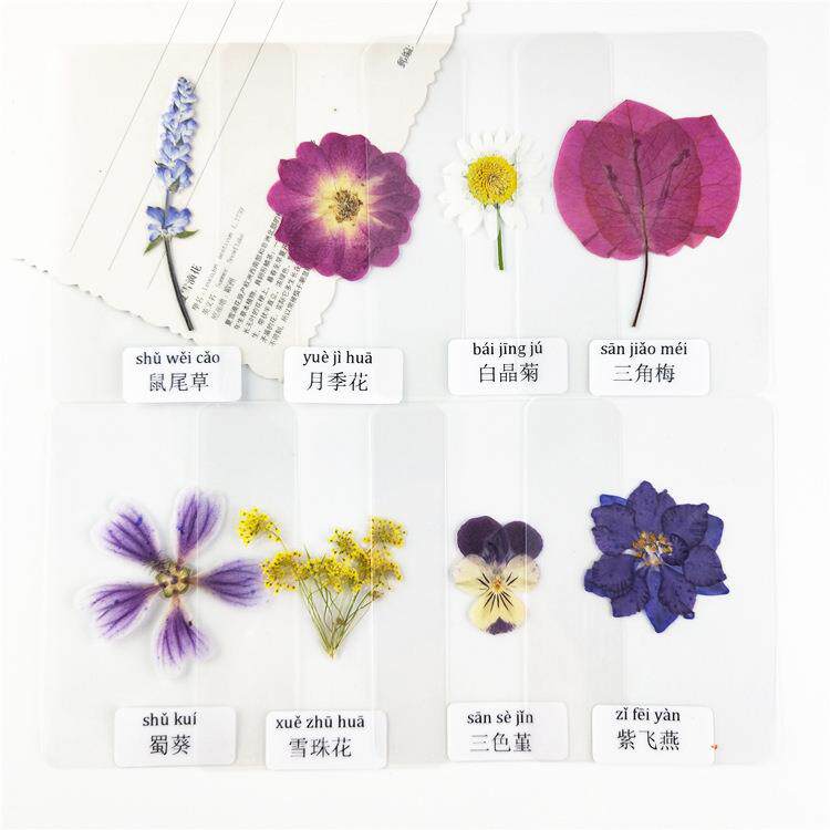 真花塑封带名称植物标本过塑干花书签压花卡片认识自然植物叶子