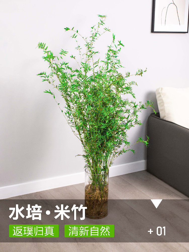 观赏竹小型,小区(第2页)_大山谷图库
