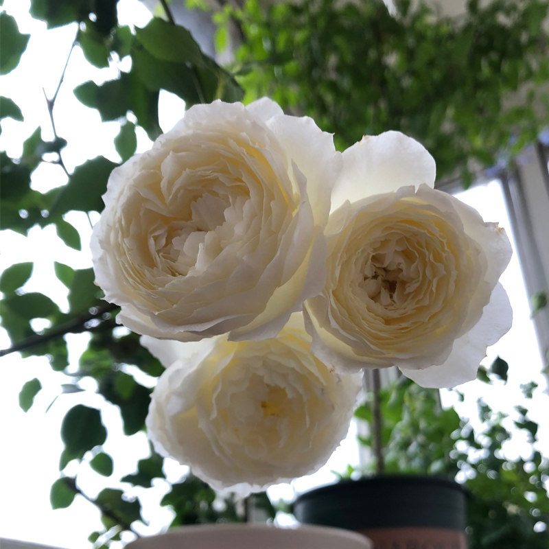 心之水滴 月季花苗大花玫瑰四季开花浓香白色系阳台盆栽庭院植物