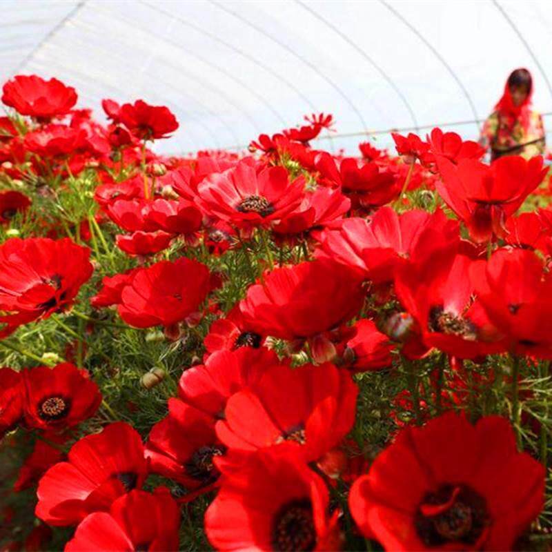 福寿花种子侧金盏花种子园林景观花海花坛花镜四季易种活花卉种子