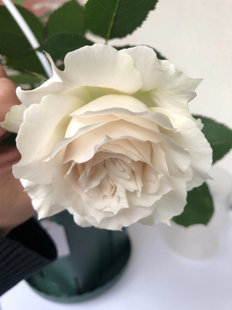 萨菲天使莎菲天使切花玫瑰花苗大花浓香灌木月季四季开花阳台盆栽