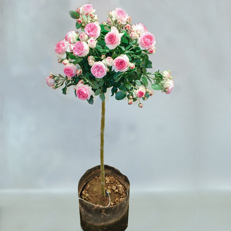 果汁阳台棒棒糖树状月季盆景树桩月季阳台庭院四季开花浓香植物