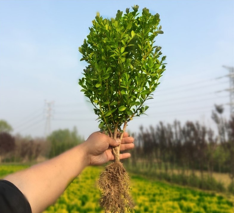 小叶黄杨苗瓜子园林绿化树苗南方北方种植黄杨庭院地栽盆栽黄杨球 鲜花速递/花卉仿真/绿植园艺 观叶 /花灌木 原图主图