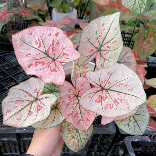 【草莓，红草莓，粉草莓，草莓之心】彩叶芋轻微不包叶损