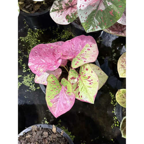 【进口泰彩】彩叶芋观叶植物室内花卉网红植物
