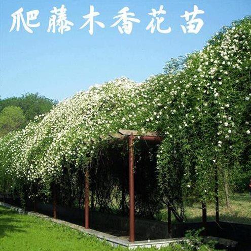 爬墙花卉 攀爬 四季爬藤植物苗常绿藤蔓庭院绿化开花阳台易活室外