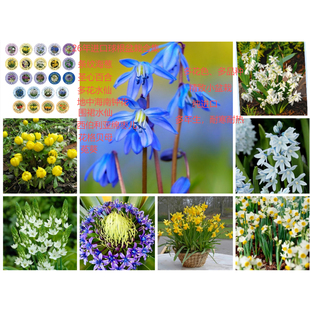 26年进口球根条纹海葱圣心百合地中海蓝钟花围裙水仙贝母盆栽合集