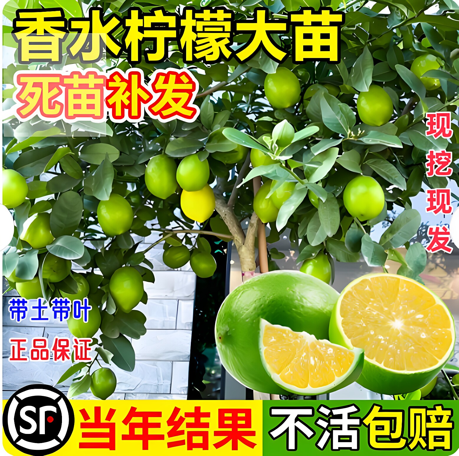 香水柠檬树盆栽果树苗柠檬树苗室内客厅植物带果四季可食用柠檬苗