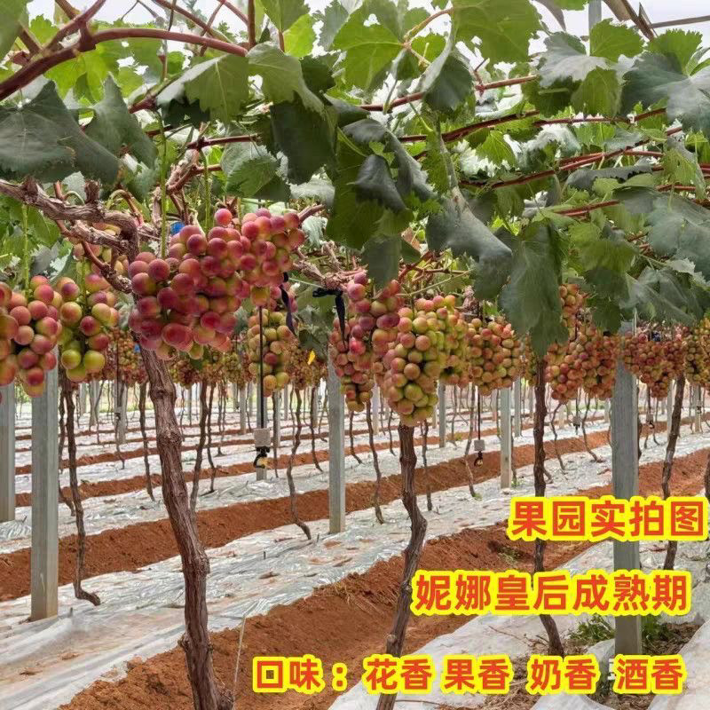 特大阳光玫瑰蓝宝石葡萄果树苗爬藤嫁接苗葡萄树当年结果