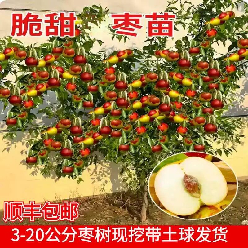 大枣树活苗带土球大枣超甜冰糖冬枣葫芦潘枣树苗南方北方庭院果树