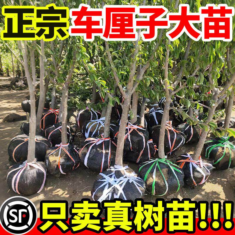车厘子树苗特大樱桃树苗南北方种植庭院果树矮化樱桃苗树当年结果