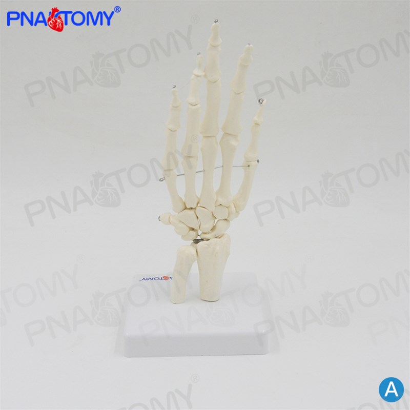 人体手关节模型手骨尺骨s桡骨手骨骼手心手掌部骨骼结构手指头活