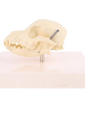 Canine Dog Skull Model Anatomy Skeleton Veterinary Specimen