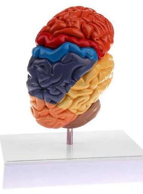 Cerebral Anatomical Model Anatomy 1:1 Half Brain Brainstem T