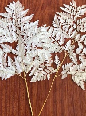 10PCS/lot Dry Natural Fresh Preserved Plant Fiddlehead Ferns