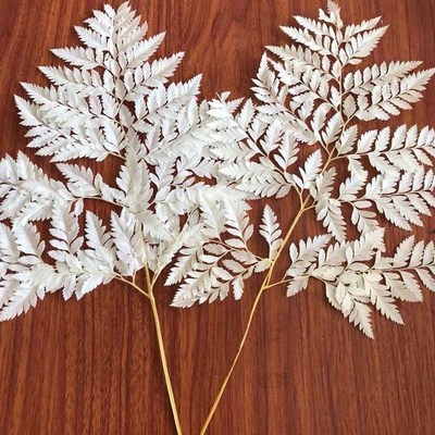 10PCS/lot Dry Natural Fresh Preserved Plant Fiddlehead Ferns