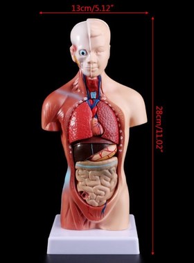 Human Torso Body Model Anatomy Anatomical Medical Internal O