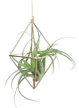 Freeship Plants Rack Hanging Air Plants Rack Metal