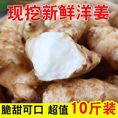 2024新鲜现挖洋姜野鬼子姜不辣农家酱菜腌菜泡菜甜阳菊芋洋姜种籽