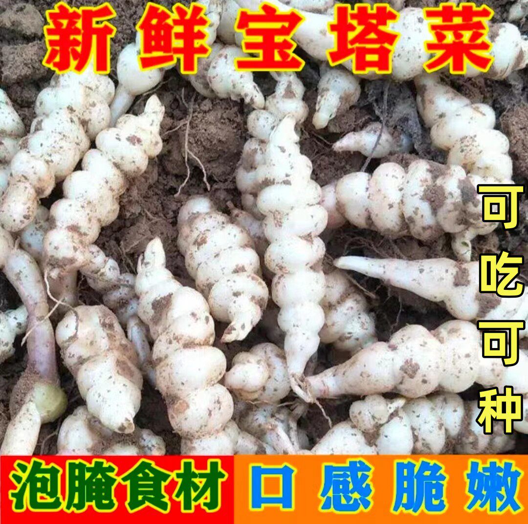 现挖螺丝菜地蚕地环新鲜地牯牛宝塔菜玉珠草地梨地溜子菜甘露子菜