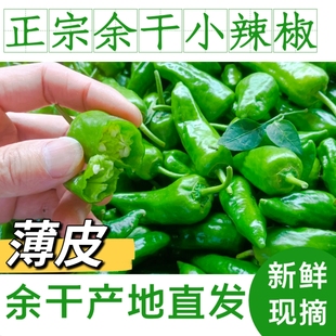 正宗余干辣椒新鲜 江西特产辣椒余干枫树农家土辣椒薄皮青辣椒3斤