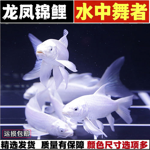 黄金龙凤蝴蝶锦鲤长尾锦鲤活体观赏鱼草金锦鲤鱼淡水冷水金鱼好养