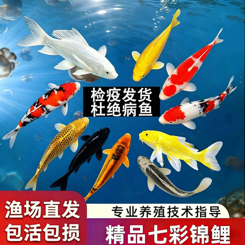 锦鲤鱼活鱼冷水淡水鱼苗观赏鱼草金小型好养耐活纯种红白三色锦鲤