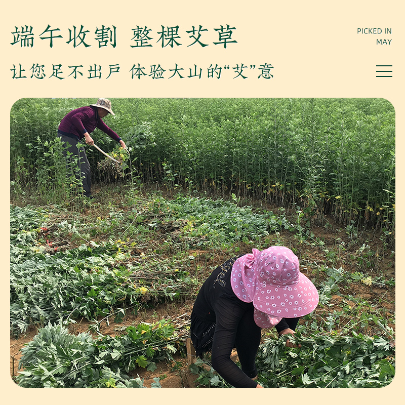 端午新鲜收割整颗干艾草洗脚泡澡
