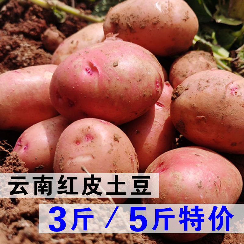 中大果3斤/5斤云南红皮土豆德宏老品种黄心土豆新鲜蔬菜洋芋批发,水产肉类/新鲜蔬果/熟食,土豆,淘宝优惠券,粉丝福利购,淘宝优惠卷