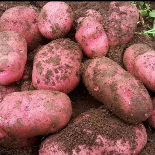 中大果云南红皮土豆德宏老品种红皮黄心土豆新鲜蔬菜农家红皮洋芋
