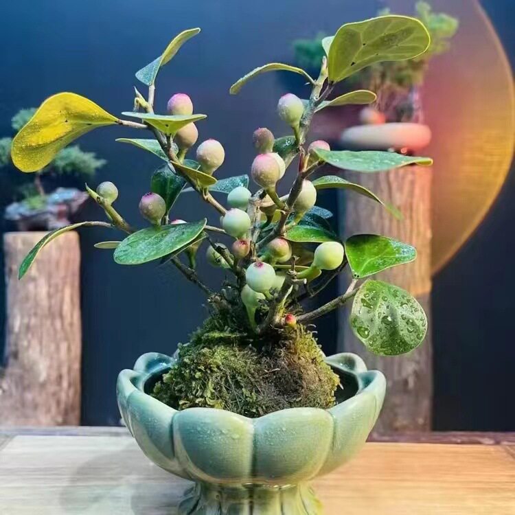 小盼菩提树盆栽中式禅意盆景带果发货四季常青室内桌面摆件花卉