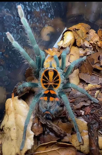 亚苏妮Theraphosidae sp. “Yasuni”蜘蛛