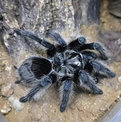 潘帕斯草原绯红Grammostola grossa温顺好养新手推荐