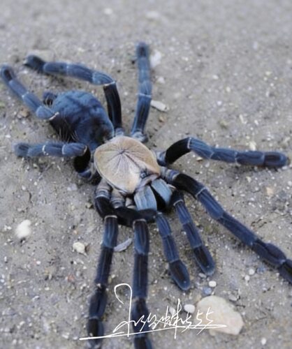 印尼金背地老虎蜘蛛Cyriopagopus sp hati hati