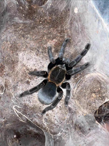 婆罗洲巨人橙边地老虎Ornithoctoninae sp. orange fringed蜘蛛
