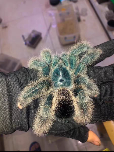 巨人圭亚那粉趾Avicularia sp. Kwitara river蜘蛛 纯种巨圭