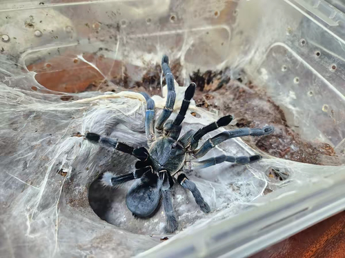 柬埔寨午夜蓝地老虎Haplopelma longipes蜘蛛