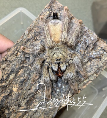 巴拿马黄金捕鸟蛛Psalmopoeus pulcher