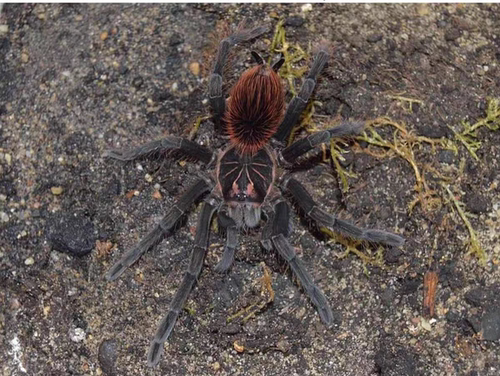 厄瓜多尔深红色面具钢铁蓝Pamphobeteus sp Crimaon Mask蜘蛛