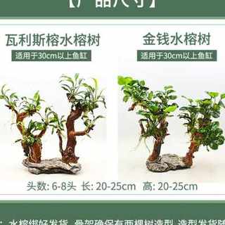 鱼缸造景植物水榕水草沉木树阴性懒人迷你小榕定植养鱼真草缸装饰