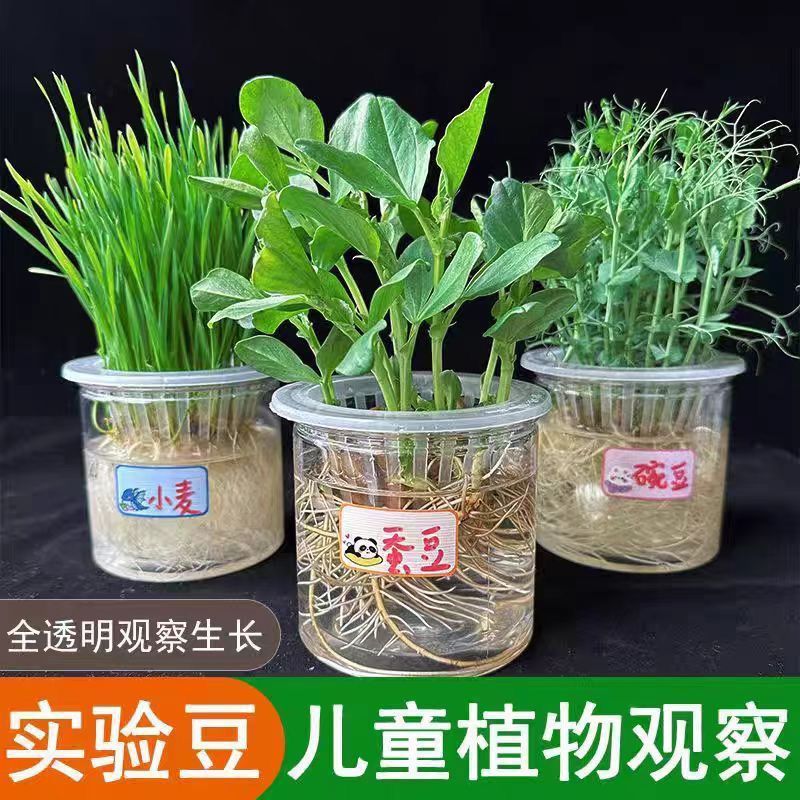 绿豆发芽实验儿童学生幼