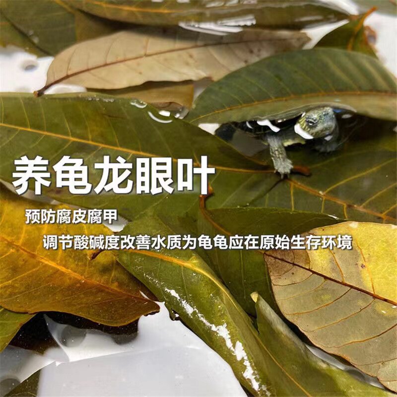 龙眼叶乌龟造景防腐皮调酸碱护甲