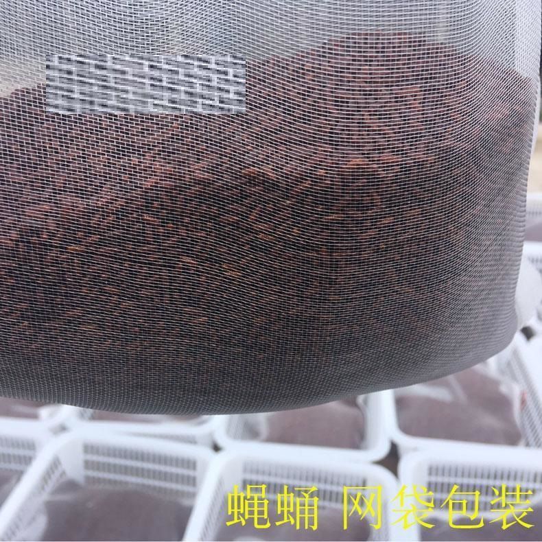 包邮家蝇苍蝇种蝇蛆种苗工程蝇家蝇蛹苍蝇养殖2万只加量