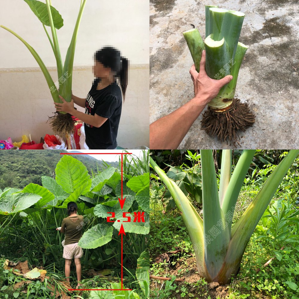 象耳芋大野芋海芋种苗盆栽巨型绿植大型观叶植物阳台庭院园林绿化