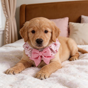 狗狗围兜可爱围嘴花边格子蝴蝶结猫小型犬围脖项圈大型犬宠物配饰