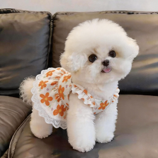 狗狗衣服夏季薄款透气飞袖公主裙中小型犬泰迪比熊宠物花纹连衣裙
