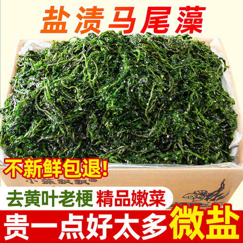 【出口品质】盐渍马尾藻